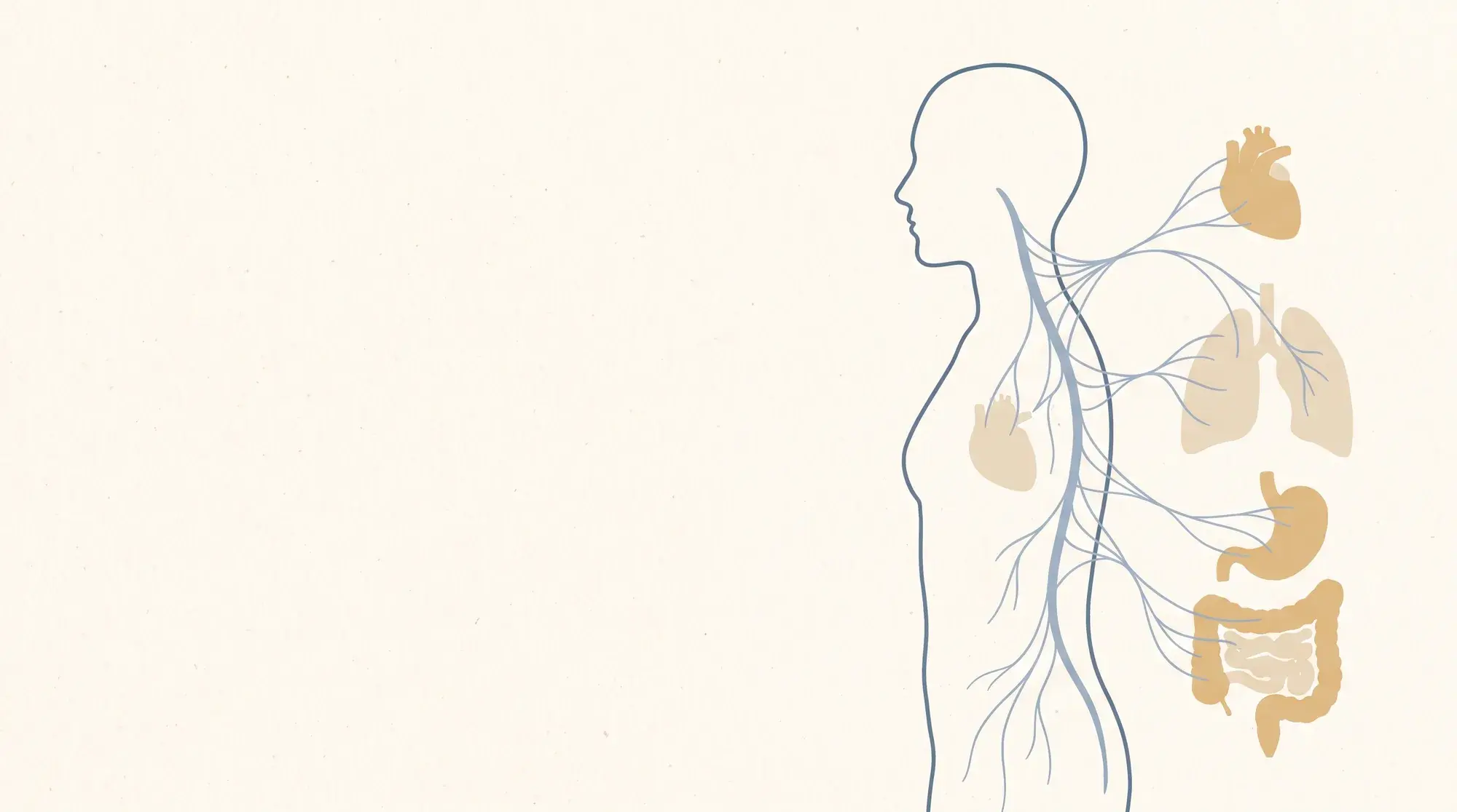 Illustration: ein feines Nervennetz, das von der Wirbelsäule zu den Organen verläuft