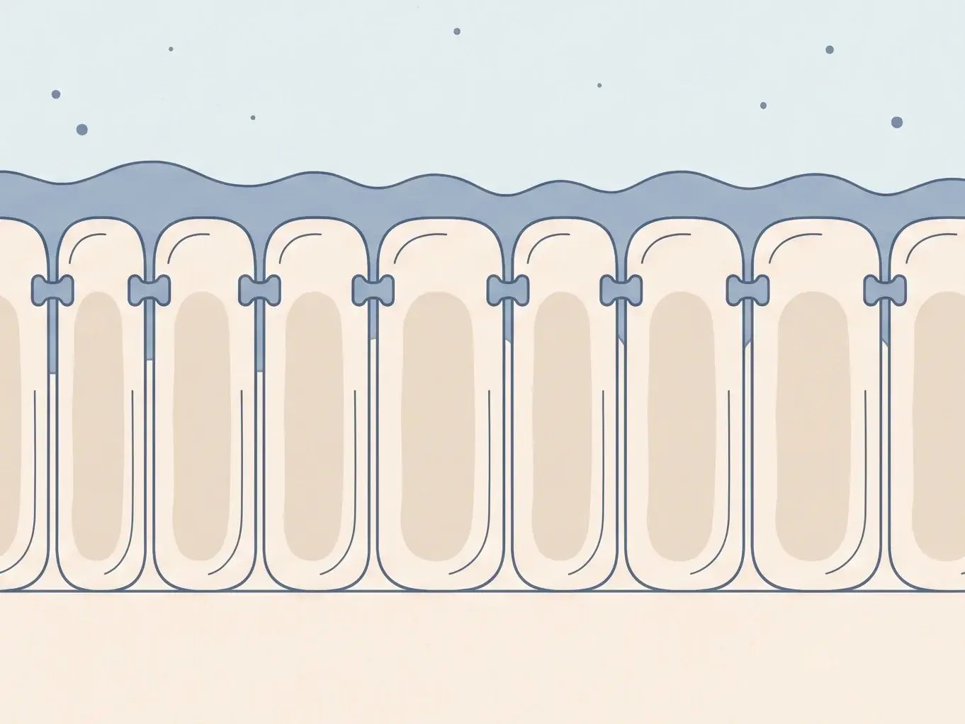 Illustration der Darmbarriere: Schleimschicht über einer Reihe von Darmzellen, die durch Kontaktstellen eng miteinander verbunden sind